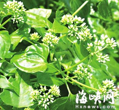 “植物杀手”薇甘菊入侵福道　今日将清理（图）