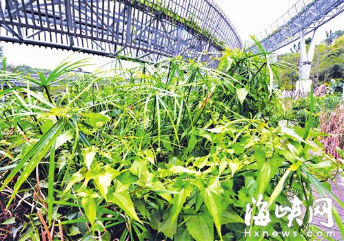 “植物杀手”薇甘菊入侵福道　今日将清理（图）