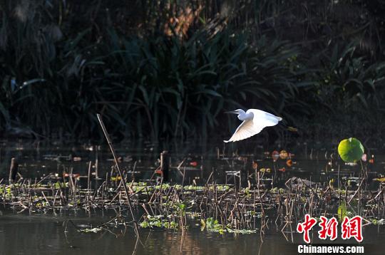福州市区公园迎来白鹭栖息　成为一道靓丽风景线