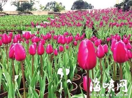 福州春节花展 茶花、花灯将抢戏 