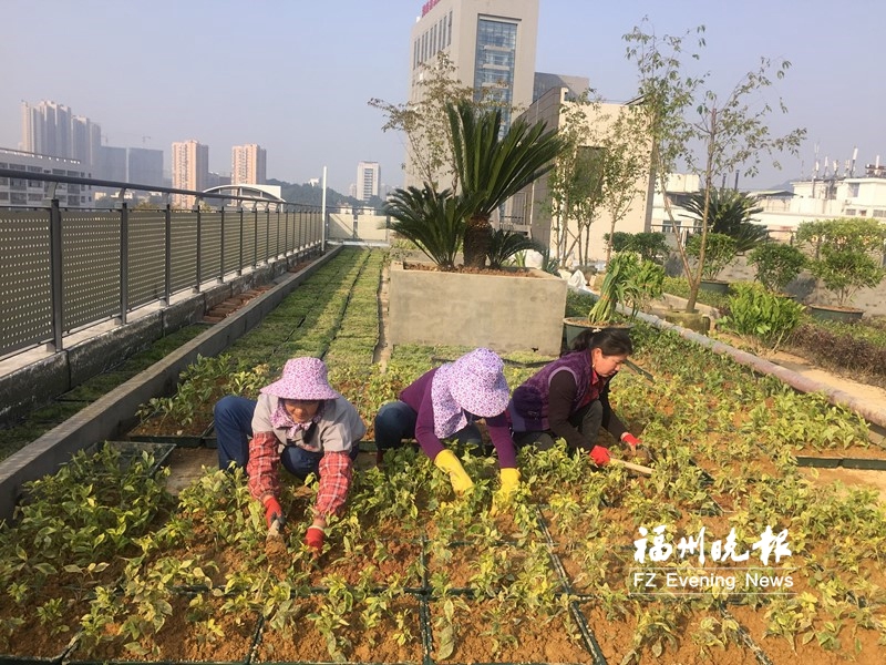 小学屋顶植绿鼓励孩子们养护　将成最生动教学点