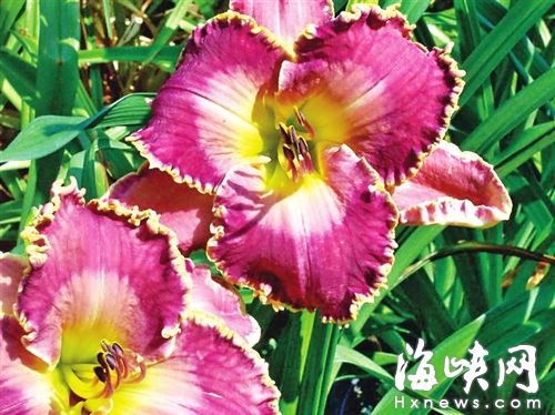 福州南江滨生态公园已对外开放 5月可赏萱草花海