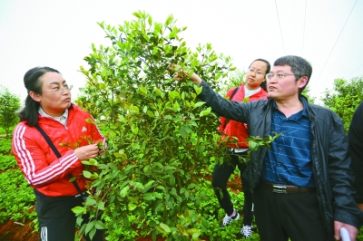 片区扶贫的新探索——武陵山片区脱贫攻坚纪实