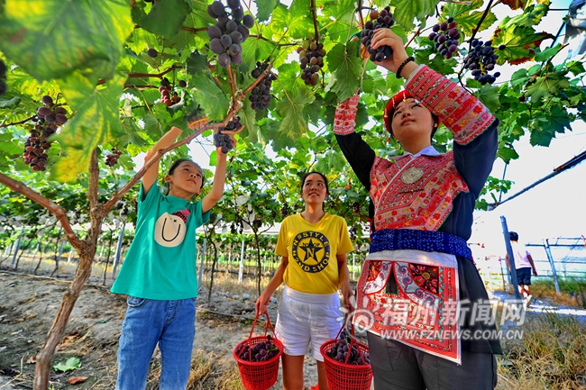 罗源畲村葡萄成熟正当时  游客尽享采摘乐趣