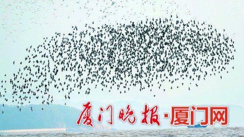 冬候鸟来厦“走亲戚”　先头部队已陆续抵达厦门