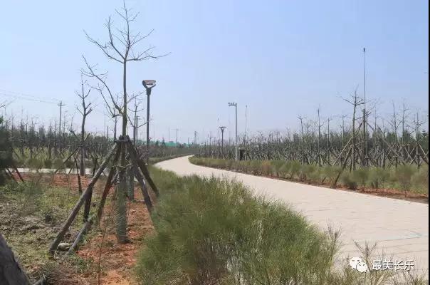 漳港街道：奋勇担当 全力推动滨海新城建设