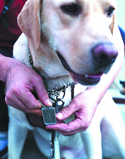 福州第一只导盲犬卡拉和它的“爸爸”
