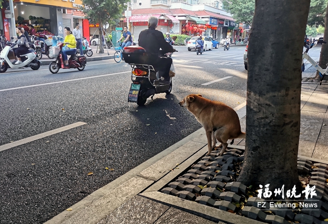 福州如何治理狗患？各方积极建言献策