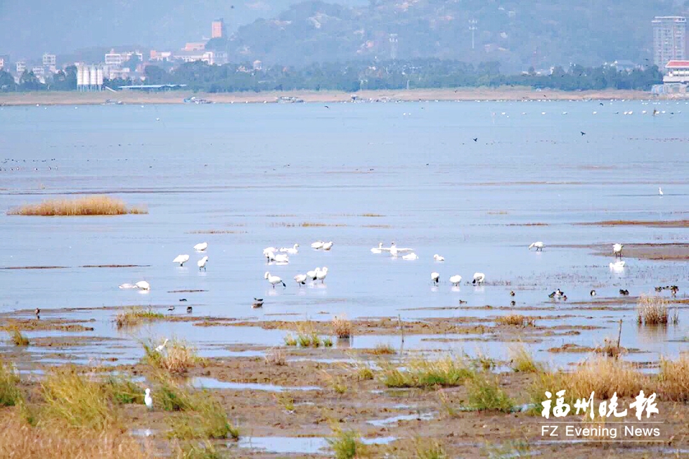 小天鹅飞抵福州闽江河口湿地 本月中下旬是最佳观测期