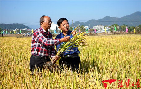 亩产454.63公斤！福建再生稻全程机械化耕种获高产