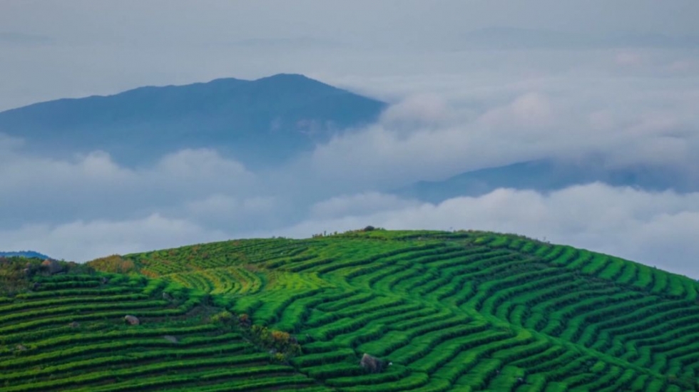 福建深山里，藏着一个低调的产茶大县