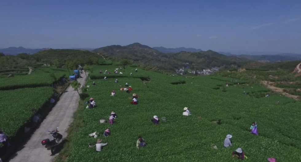 福建深山里，藏着一个低调的产茶大县