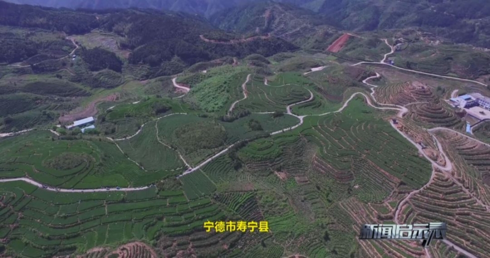 福建深山里，藏着一个低调的产茶大县