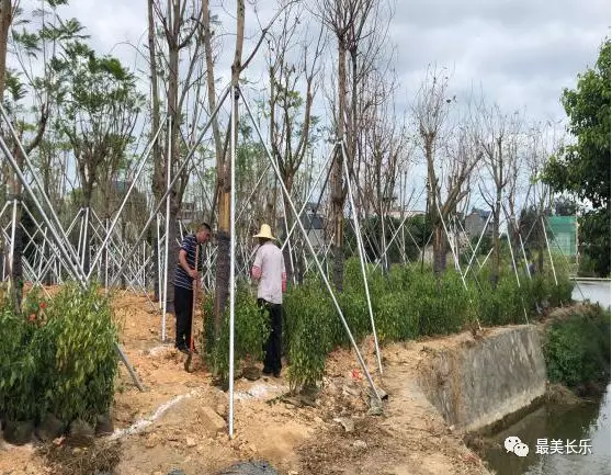 【抓项目 促发展】机场高速（长乐段）林荫大道建设项目进展顺利，预计国庆前全面完成！