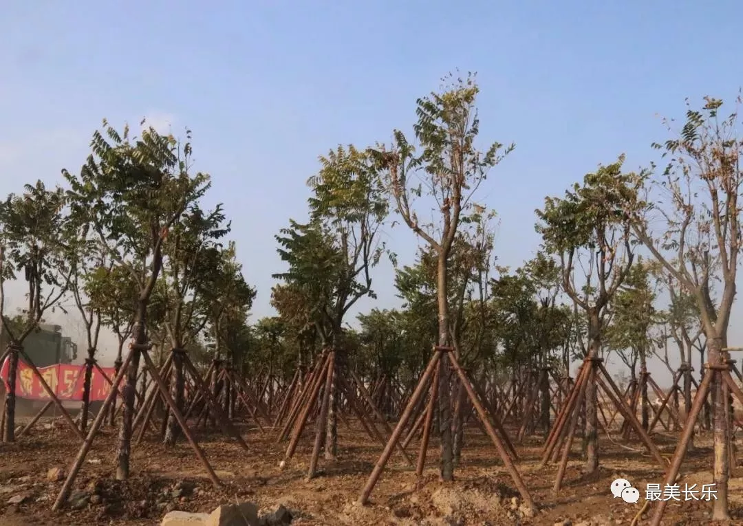 绿意满满！东湖湿地公园植树添新绿！