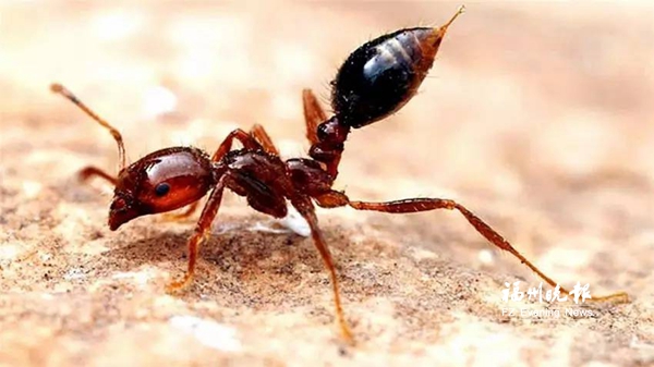 注意！部分公园绿地发现红火蚁　严重可致人死亡