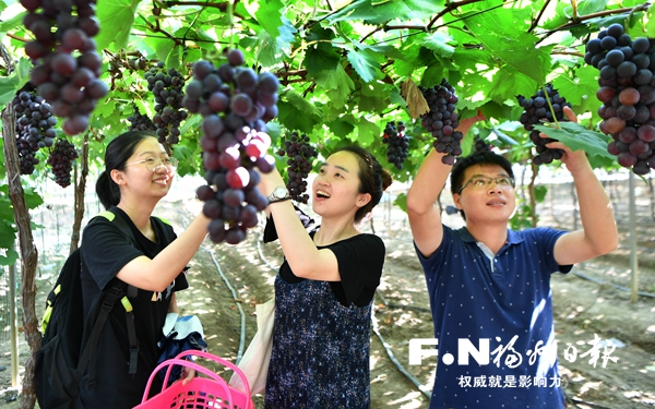 琅岐葡萄音乐节21日开幕