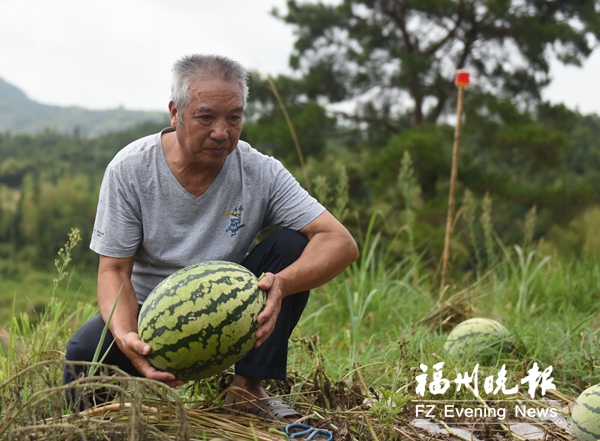 西瓜甜了销路苦了　罗源东宅村64岁瓜农很发愁