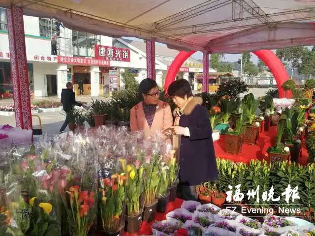 年宵花销售旺季来了 福州花市哪些品种卖得火？