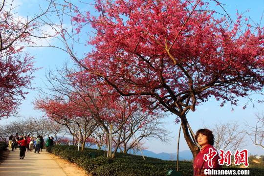 福建永福：樱花烂漫迎新春