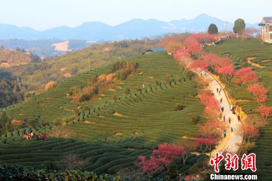 福建永福：樱花烂漫迎新春