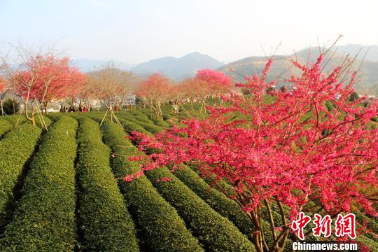 福建永福：樱花烂漫迎新春