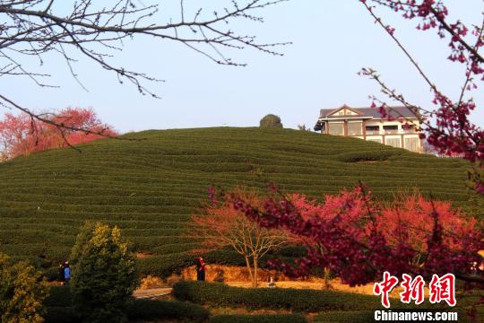 福建永福：樱花烂漫迎新春