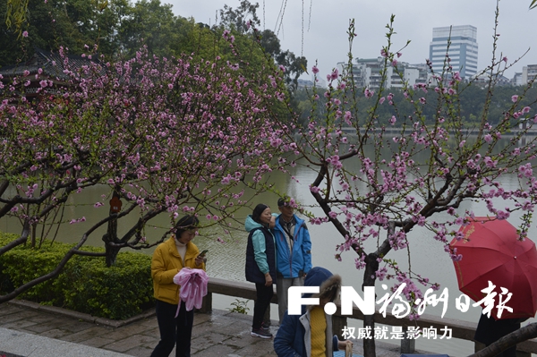 桃花盛开迎春来　近期可到西湖公园与乌山观赏