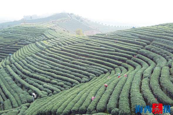 清明假期旅游产品预订迎高潮　踏青、采茶、赏花受青睐