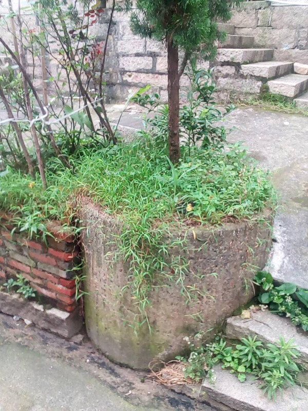 古井寻踪——梅花古井知多少？