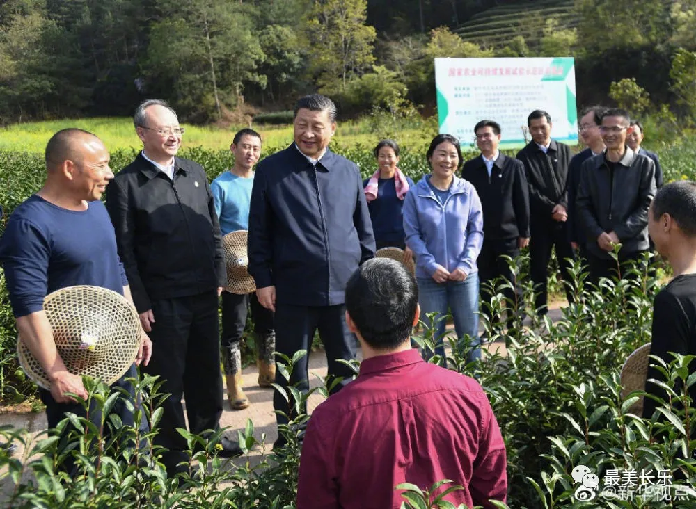 习近平与福建的“茶之缘”