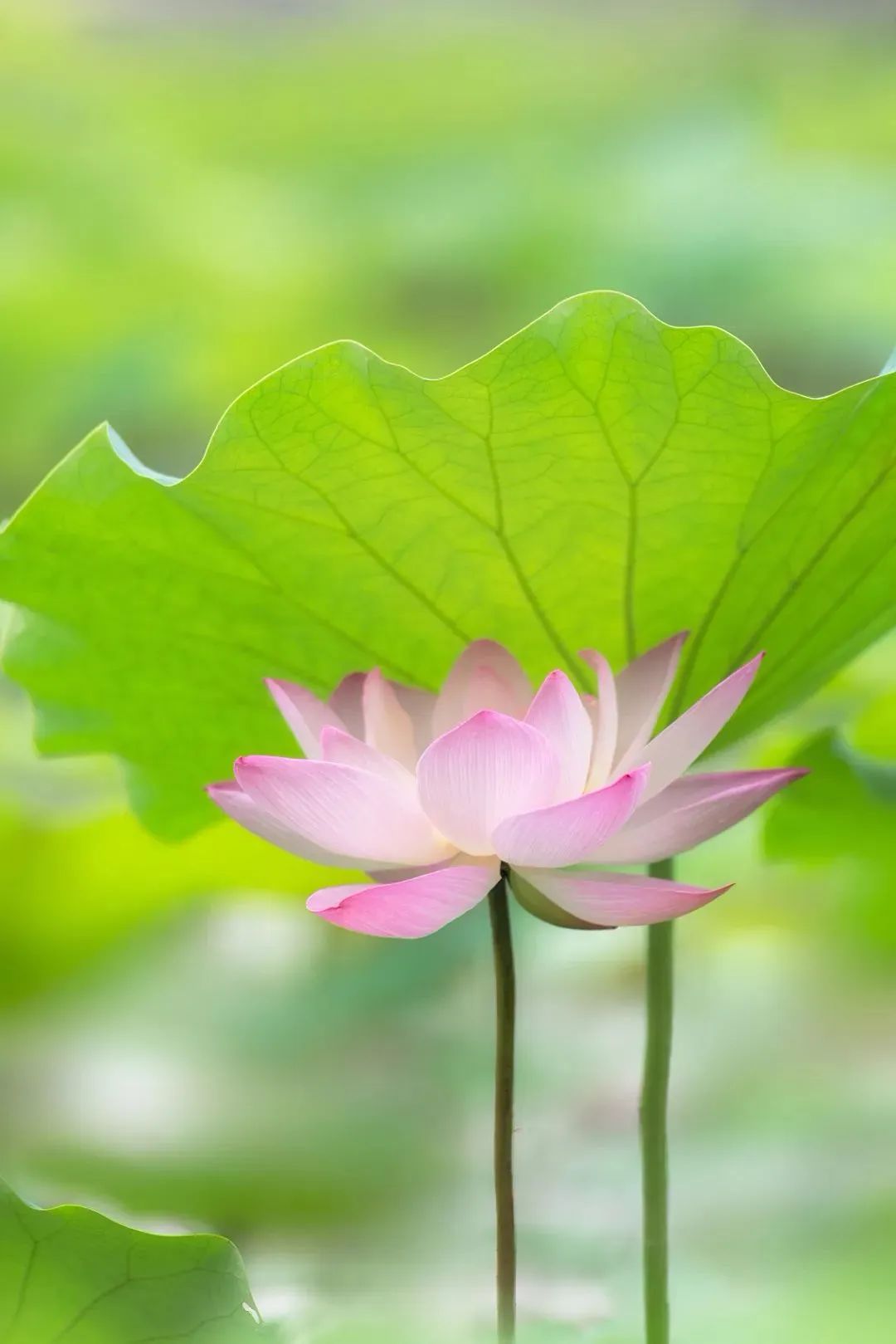【网络中国节•芒种】今日芒种
