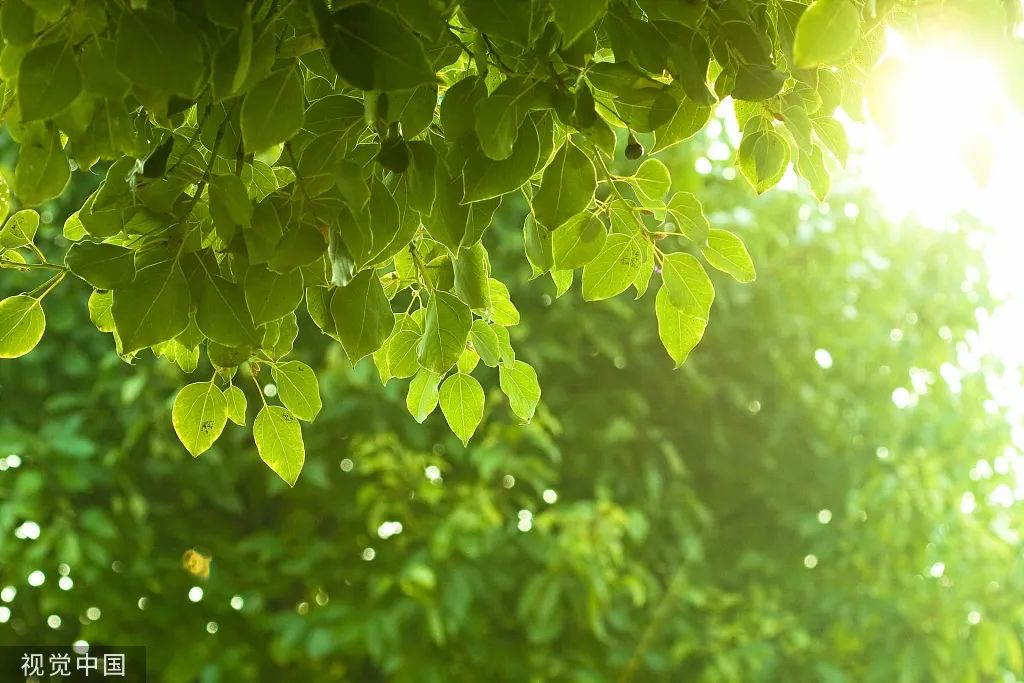 【网络中国节•大暑】今日大暑