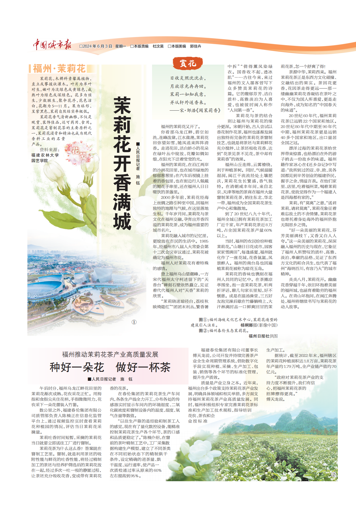 茉莉花开香满城