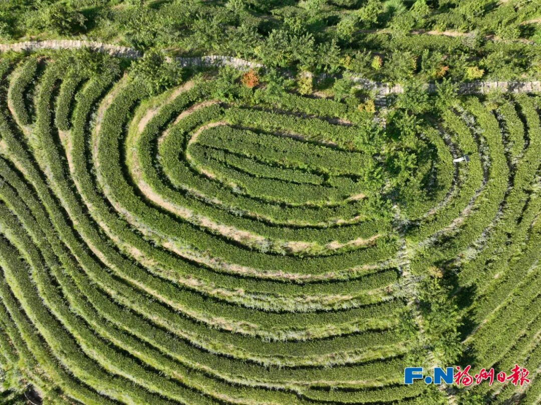 冰心、林徽因都爱的福州味道！原来是……