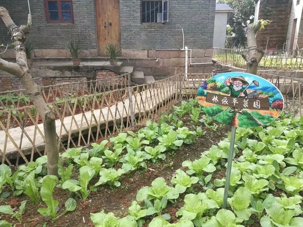 【乡村振兴在行动】长乐：房前屋后建菜园花圃 为乡村振兴 “增色 ” 