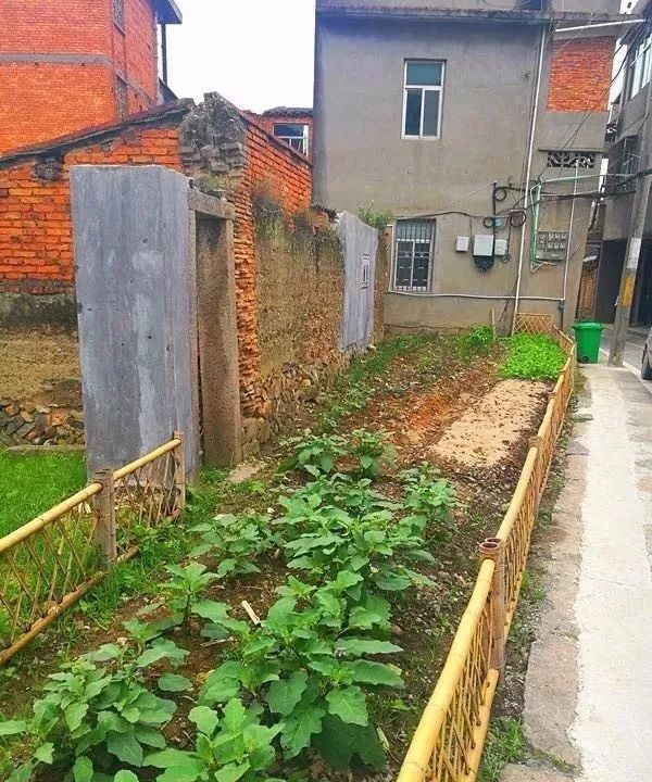【乡村振兴在行动】长乐：房前屋后建菜园花圃 为乡村振兴 “增色 ” 