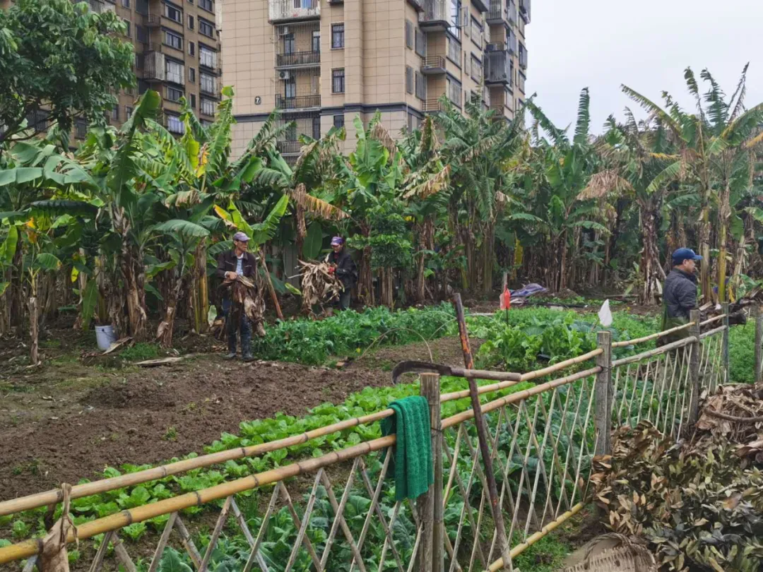 岐头社区：唤醒百年古村落 留住乡愁留住根