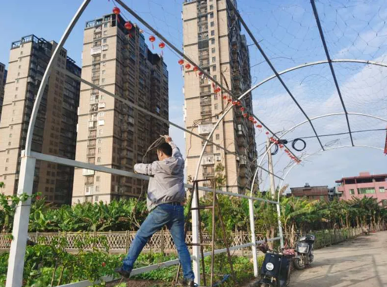 岐头社区：唤醒百年古村落 留住乡愁留住根