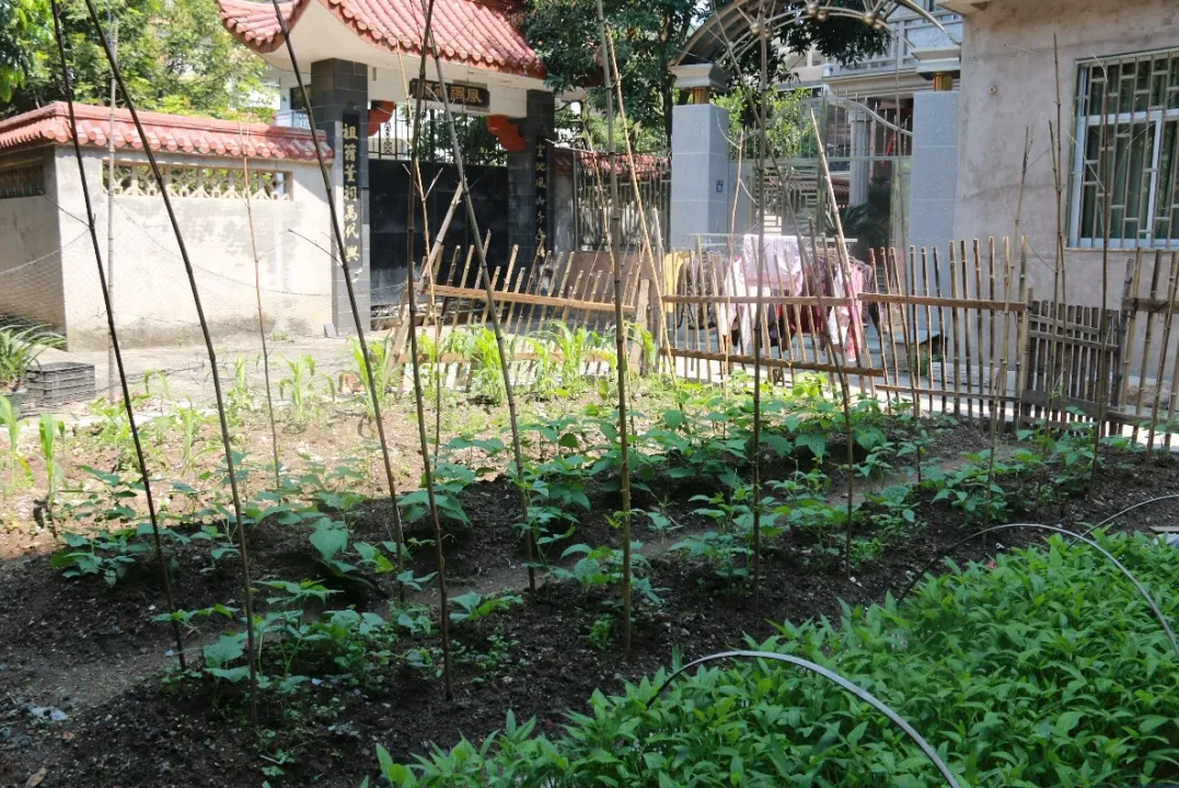 革命老区龙田村：聆听那一段红色故事