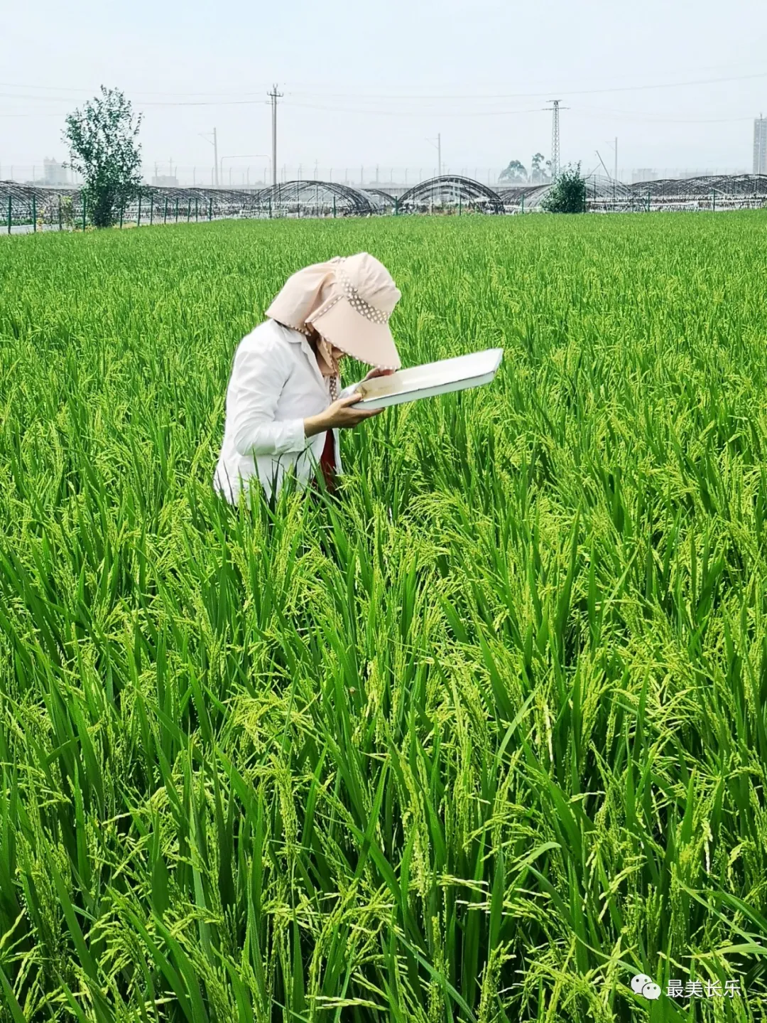 @农民朋友：当前要注意防治水稻病虫害！