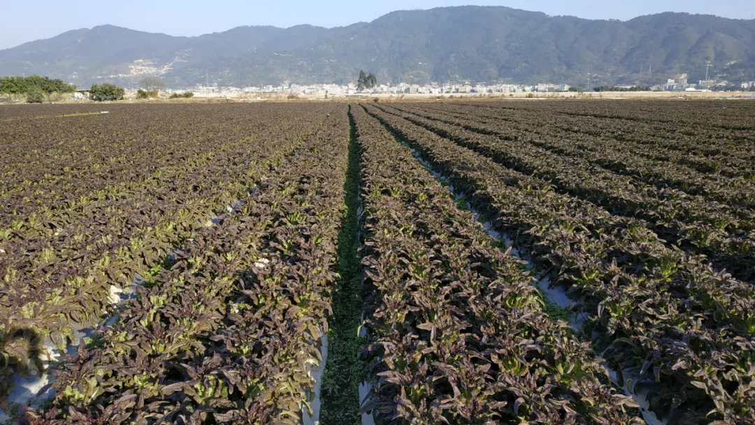 玉田镇：今年莴笋种植面积超4000亩 收购价创近年新高