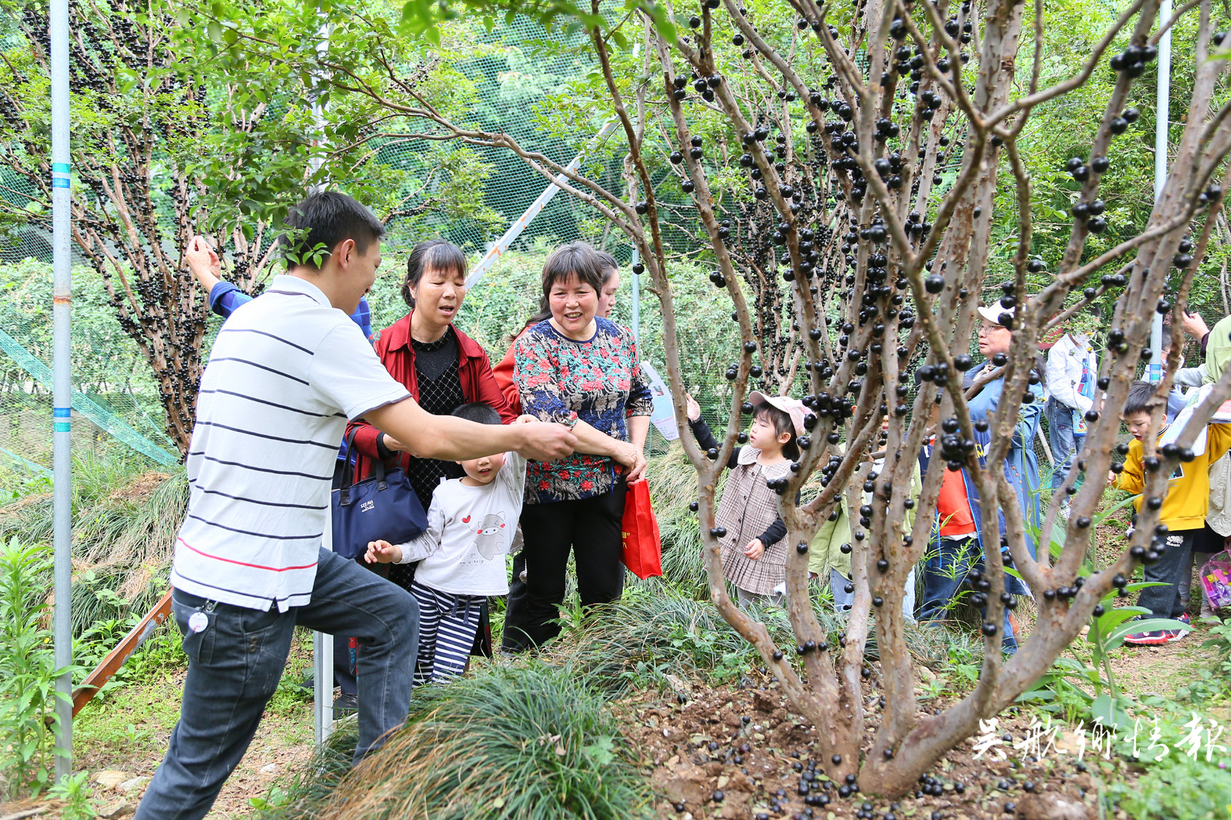 长安村举办乡村振兴旅游文化节暨首届树葡萄采摘、摄影美食节