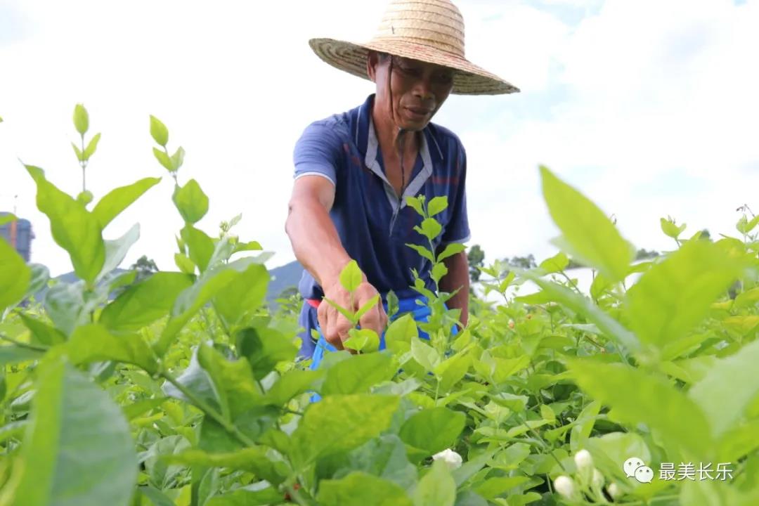 茉莉花种成“致富花”  罗联乡村民乐了