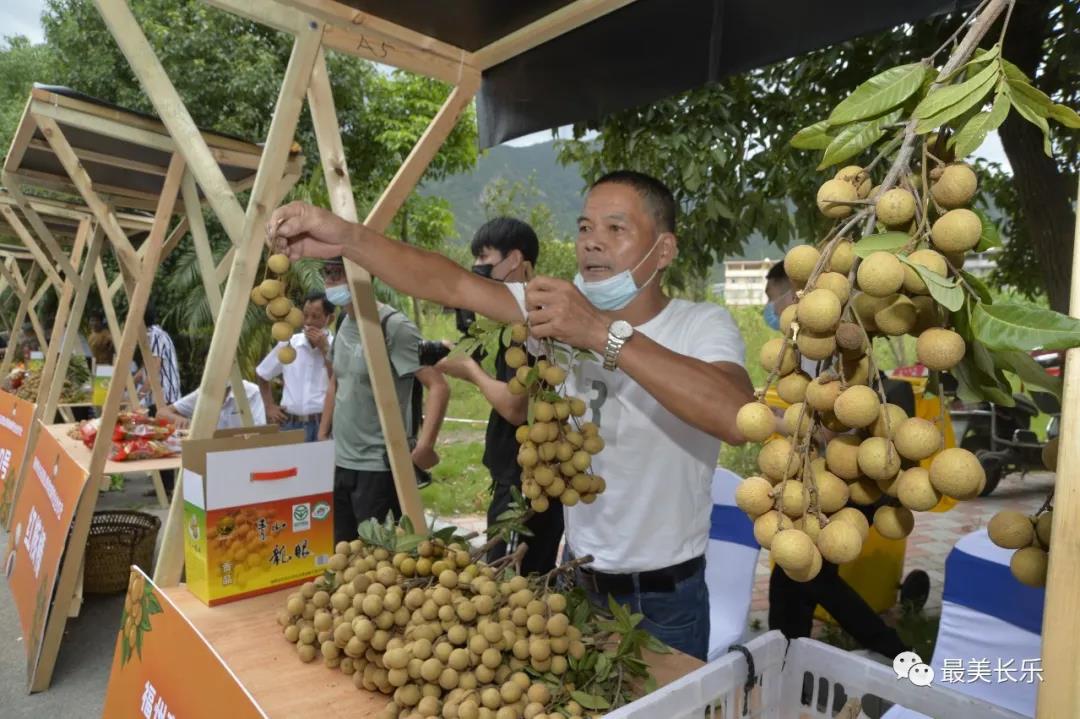 “金果”枝头俏，文化节鼓起果农“钱袋子”