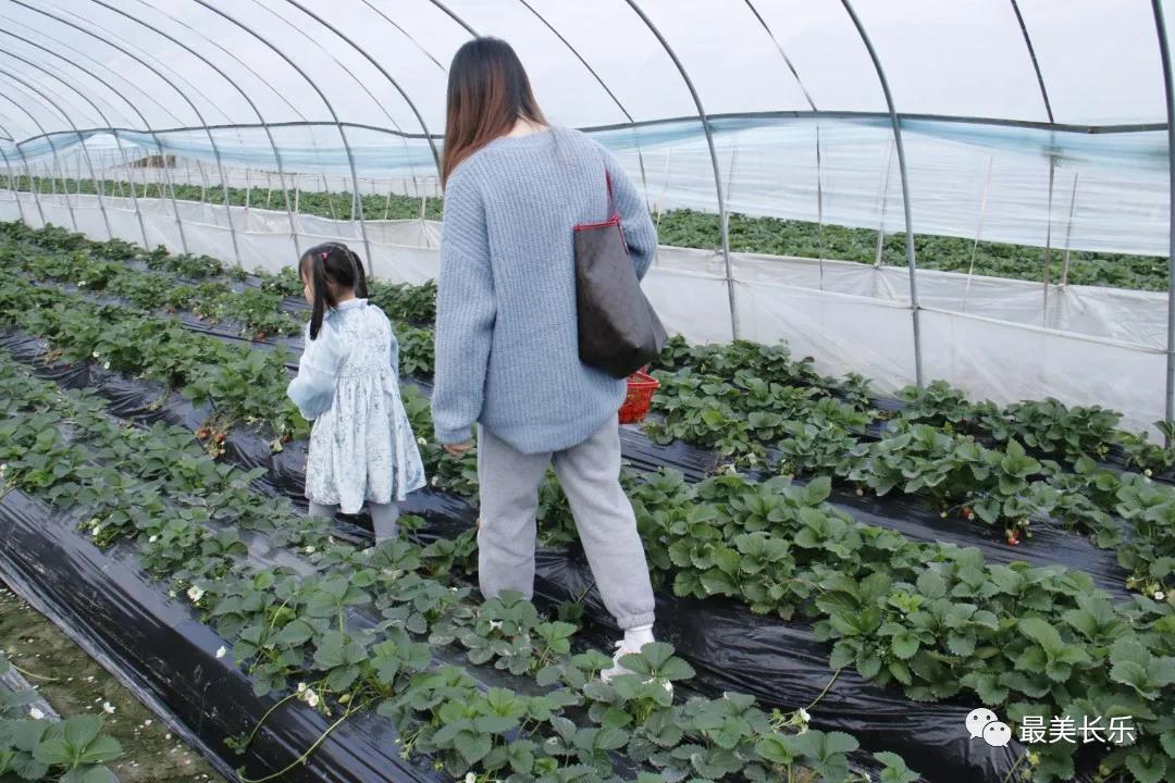 鹤上镇岐阳村：土地流转 转出“莓”好生活