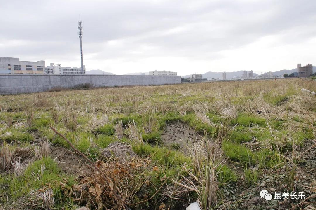 鹤上镇岐阳村：土地流转 转出“莓”好生活