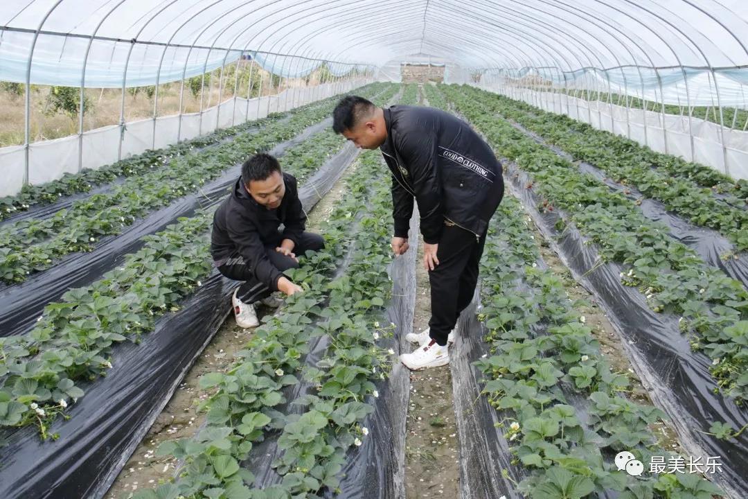 鹤上镇岐阳村：土地流转 转出“莓”好生活