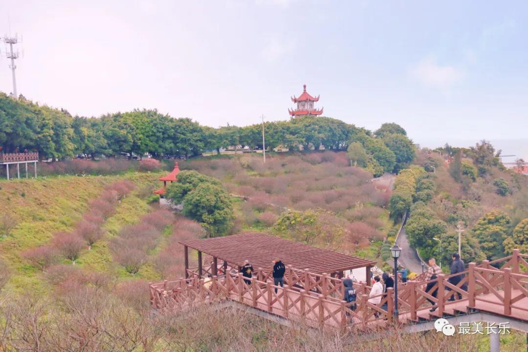 良辰“梅”景 暗香拂袖，长乐这座古城漫山梅花已如约而至......