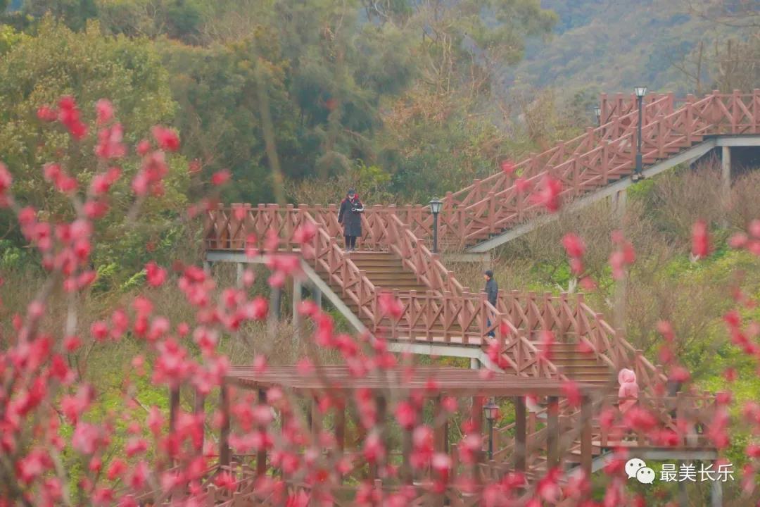 良辰“梅”景 暗香拂袖，长乐这座古城漫山梅花已如约而至......